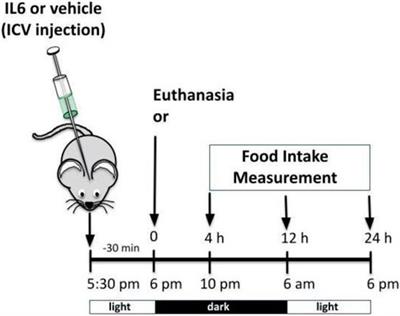 Acute exercise reduces feeding by activating IL-6/Tubby axis in the mouse hypothalamus